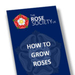 How To Grow Roses