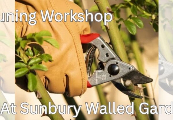 Rose Society Event -          Pruning  Workshop at  Sunbury  on            11th March 2026
